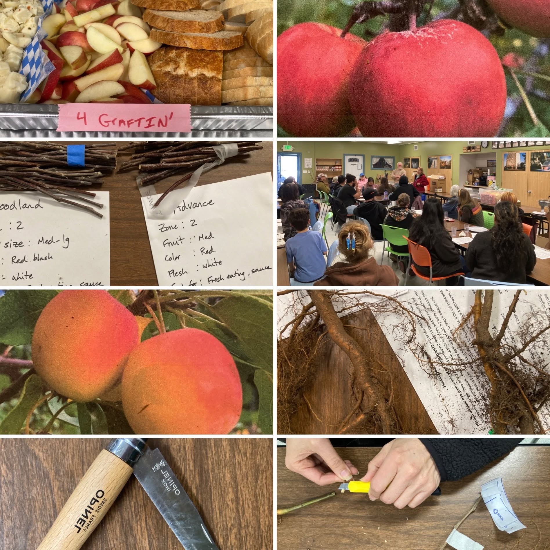Grafting Workshop